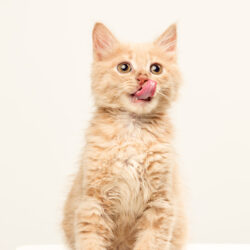 The red or white cat i on white studio background